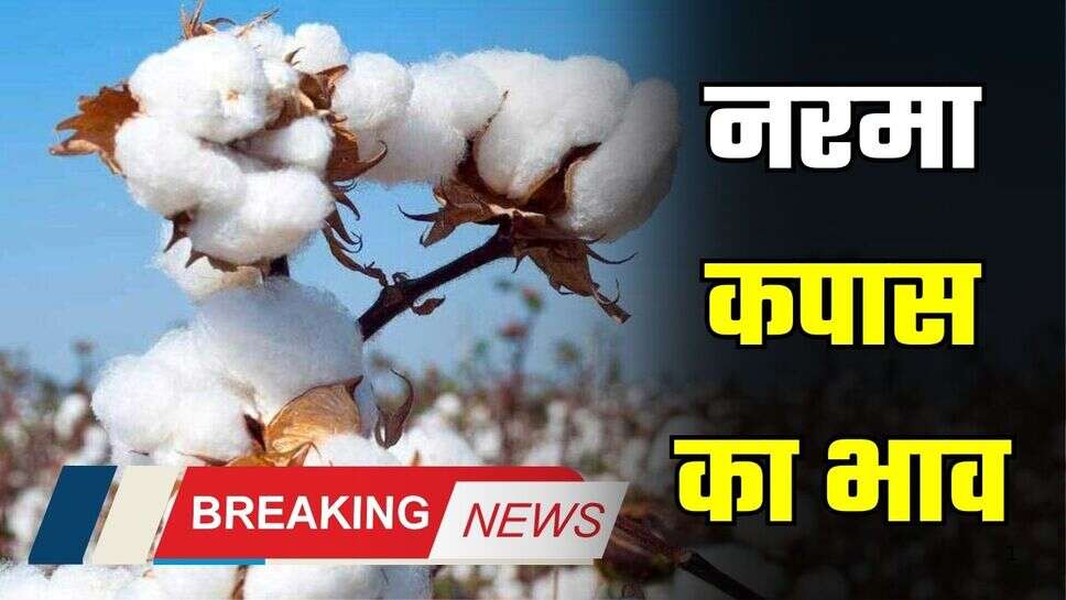 Mandi Bhaav : नरमा और कपास की फसल आज सभी मंडियों में इस रेट पर बिकी, देखें आज का ताजा भाव