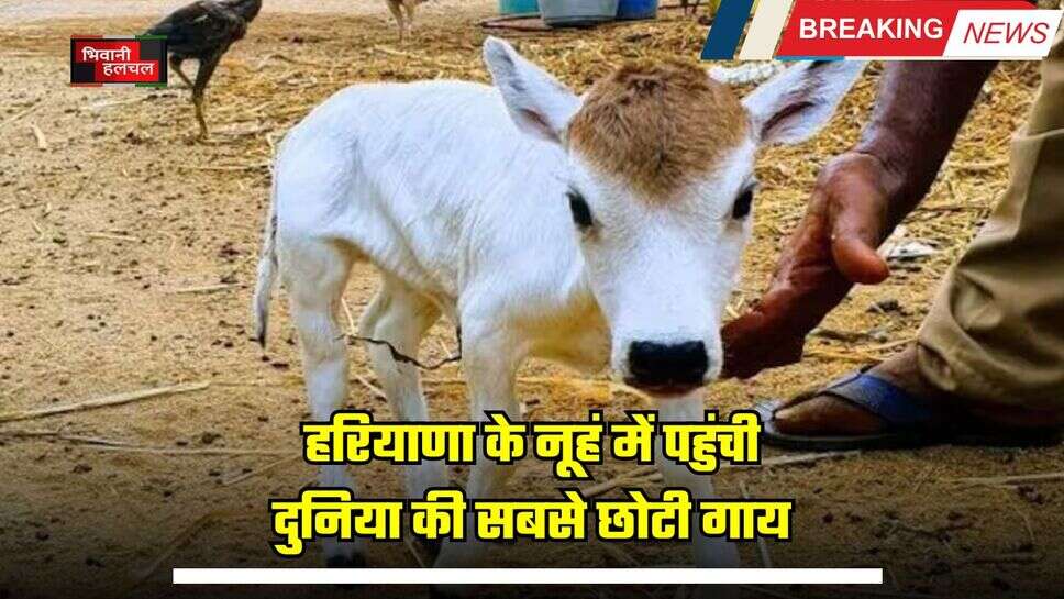 Haryana: हरियाणा के नूहं में पहुंची दुनिया की सबसे छोटी गाय, हाइट मात्र 22 इंच, कीमत जानकर उड़ जाएंगे होश
