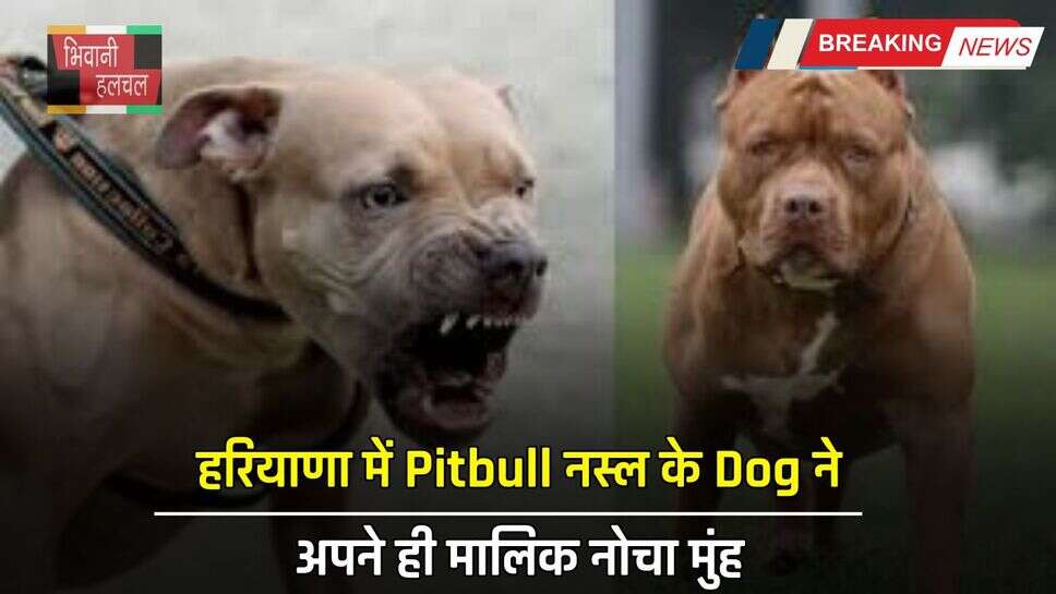 Haryana : हरियाणा में Pitbull नस्ल के Dog ने अपने ही मालिक नोचा मुंह, इस कारण हुआ था अग्रेसीव