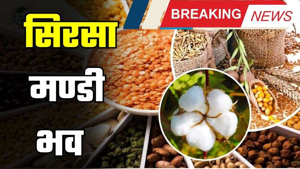 Mandi Bhav : हरियाणा की सिरसा मंडी के ताजा भाव जारी, देखें सभी फसलों के दाम