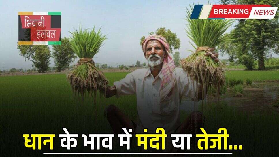 Mandi Bhav : धान के भाव में मंदी या तेजी, देखें सभी मंडियों के नए रेट