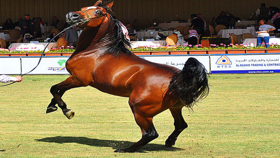 मौत की नींद सुलाए जाएंगे 7 घोड़े ,नोटिफिकेशन का इंतजार