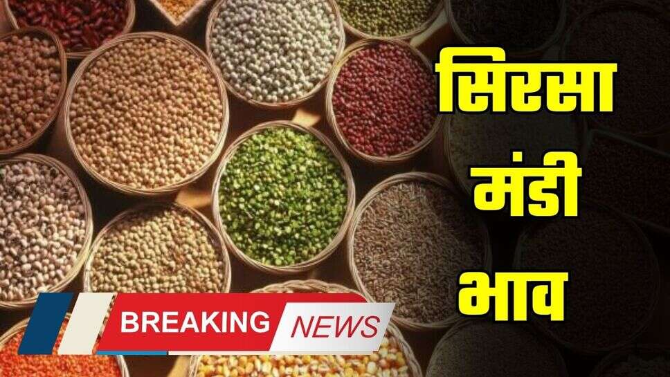 Mandi Bhav : हरियाणा की सिरसा मंडी में इस रेट पर बिक रही फसलें, देखें आज का ताजा भाव