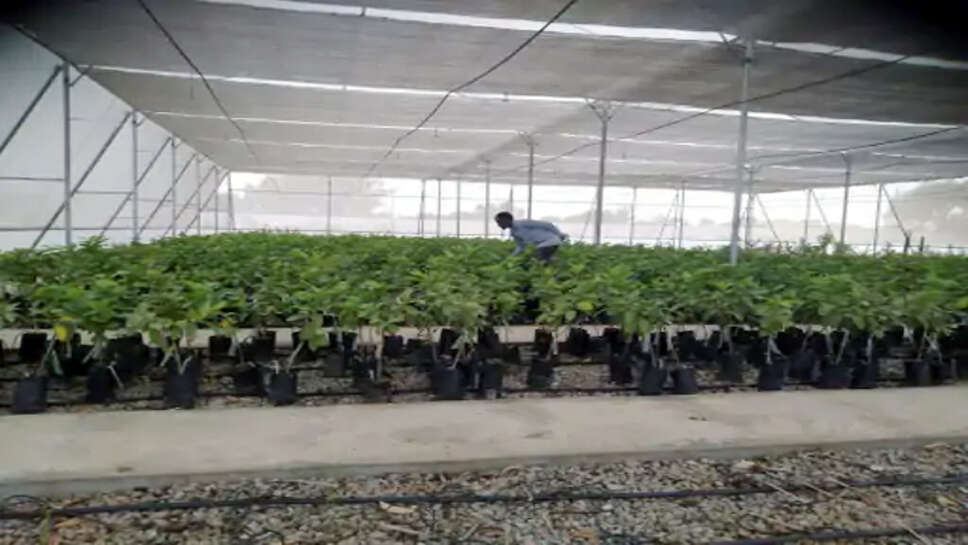 भिवानी के बागवानों के लिए अच्छी खबर