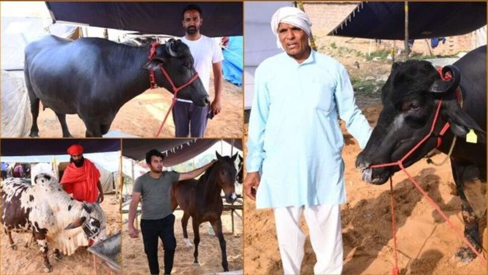 पशुपालकों व किसानों की किस्मत खुली : किसी ने नाम निकला ट्रैक्टर तो किसी ने जीता कल्टीवेटर और बुलेट, देखें नाम