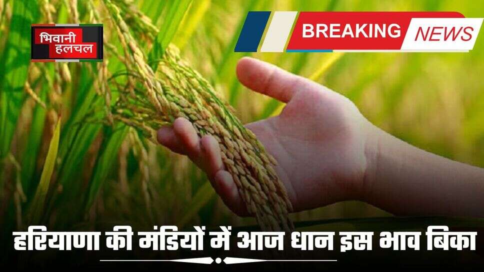 Haryana  Mandi Bhav : हरियाणा की मंडियों में आज धान इस भाव बिका , देखें आज का मंडी भाव