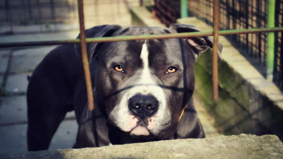 पिटबुल ने 9 साल की बच्ची का मुहं नौचा व कान काट खाया