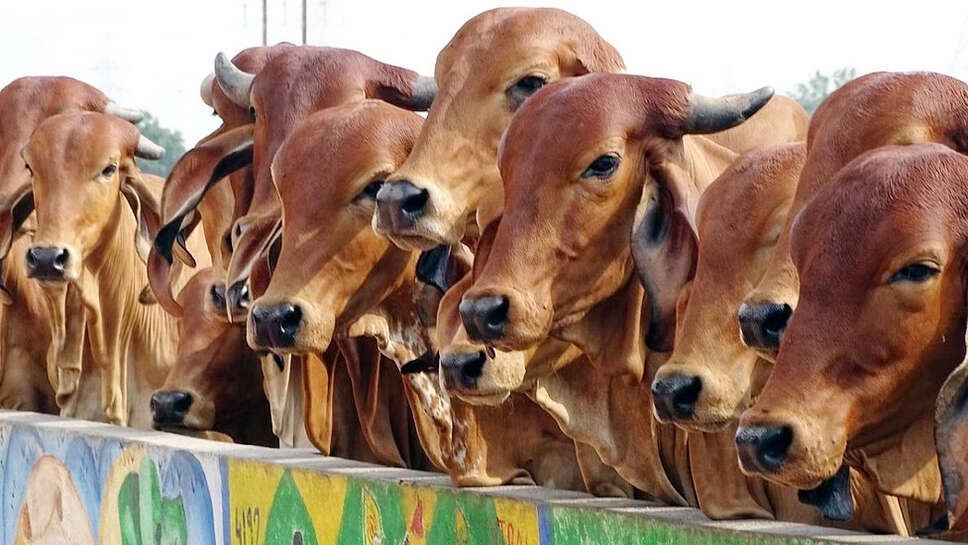 हर जिले में गोरक्षा संगठन का होगा गठन ,गुरुग्राम से होगी शुरुआत