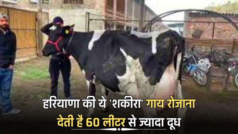 हरियाणा की ये 'शकीरा' गाय रोजाना देती है 60 लीटर से ज्यादा दूध, कीमत लाखों में