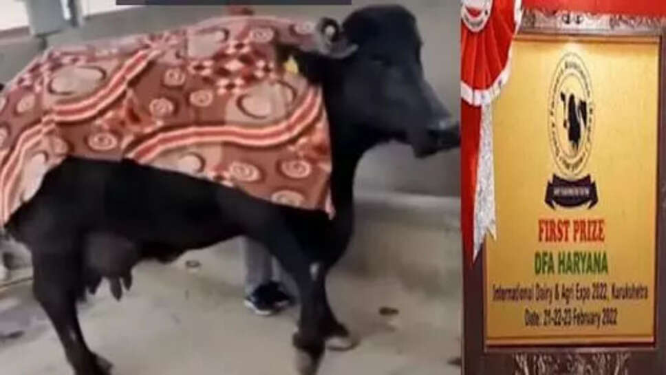 सुल्तान के बाद हरियाणा की 'रेशमा' ने मालिक को किया मालामाल, 33.8 लीटर दूध देकर बनाया नेशनल रिकॉर्ड