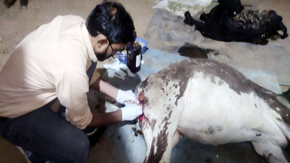 पशु चिकित्सकों ने रात आठ से दस बजे तक बछड़े की अमरजेंसी सर्जरी कर बचाई जान