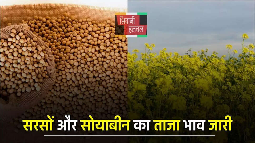 सरसों और सोयाबीन का ताजा भाव जारी, देखें सभी मंडियों में किस रेट पर बिकी