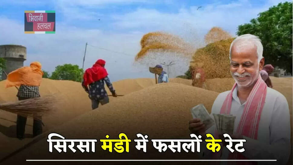 हरियाणा की सिरसा मंडी&nbsp;में फसलों के रेट, देखें आज के ताजा भाव&nbsp;