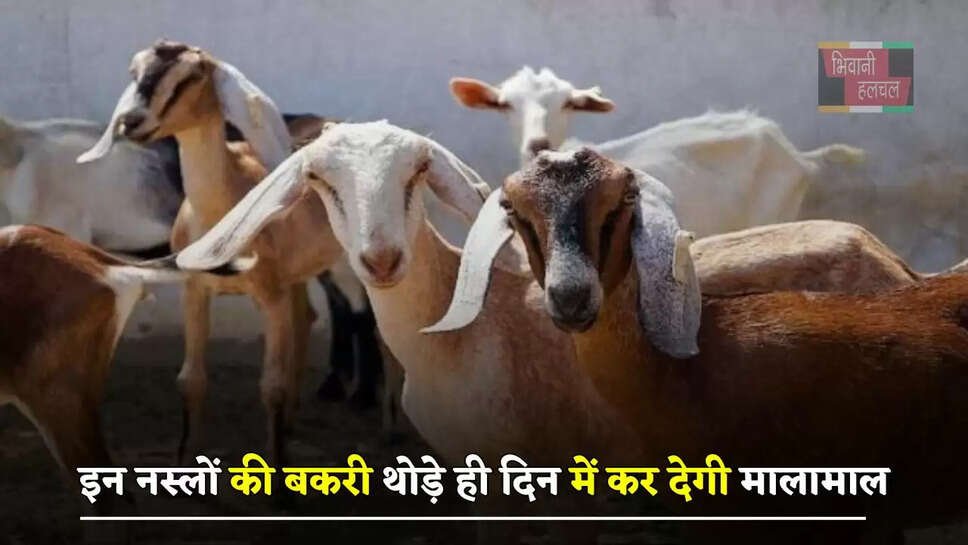 आज ही घर ले आयें इन नस्लों की बकरी, थोड़े ही दिन में कर देगी मालामाल