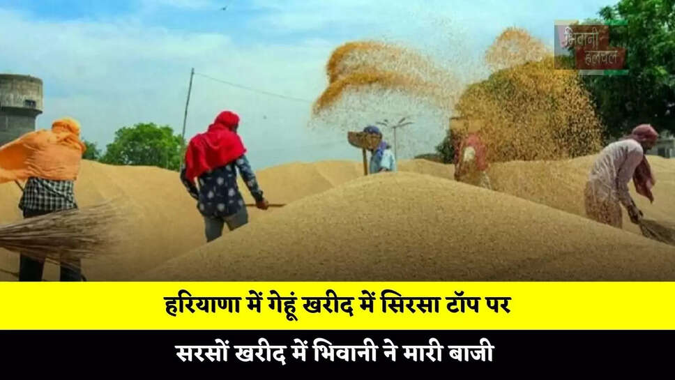 हरियाणा में गेहूं खरीद में सिरसा टॉप पर, सरसों खरीद में भिवानी ने मारी बाजी