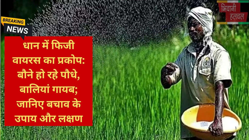 धान में फिजी वायरस