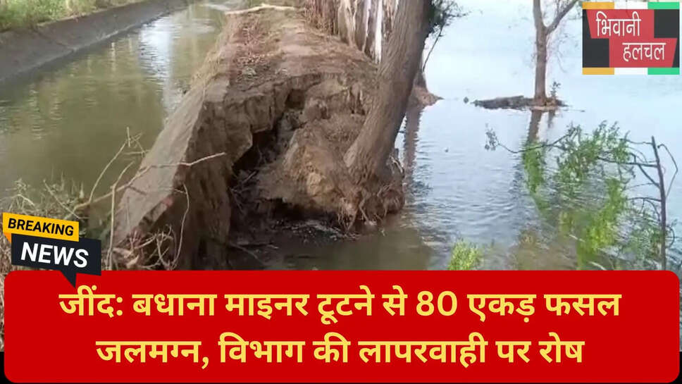 धान की फसल खराब