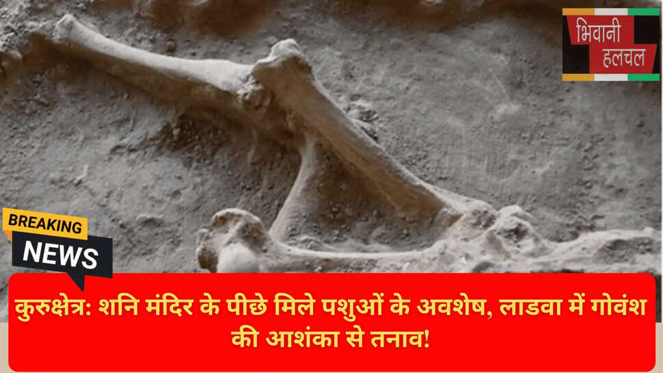Animal Bones Forensic Test Kurukshetra