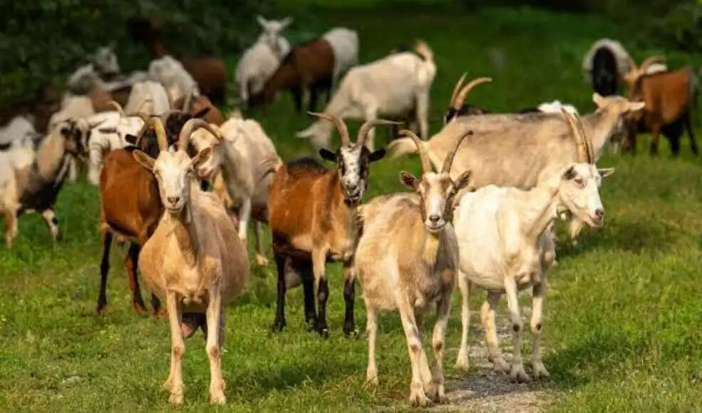संदीप कुमार 
