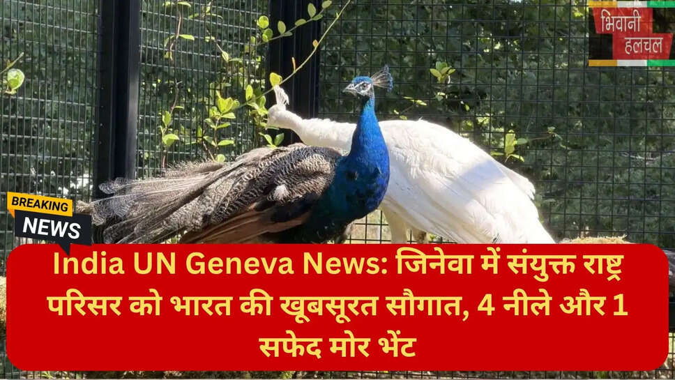 भारत संयुक्त राष्ट्र संबंध