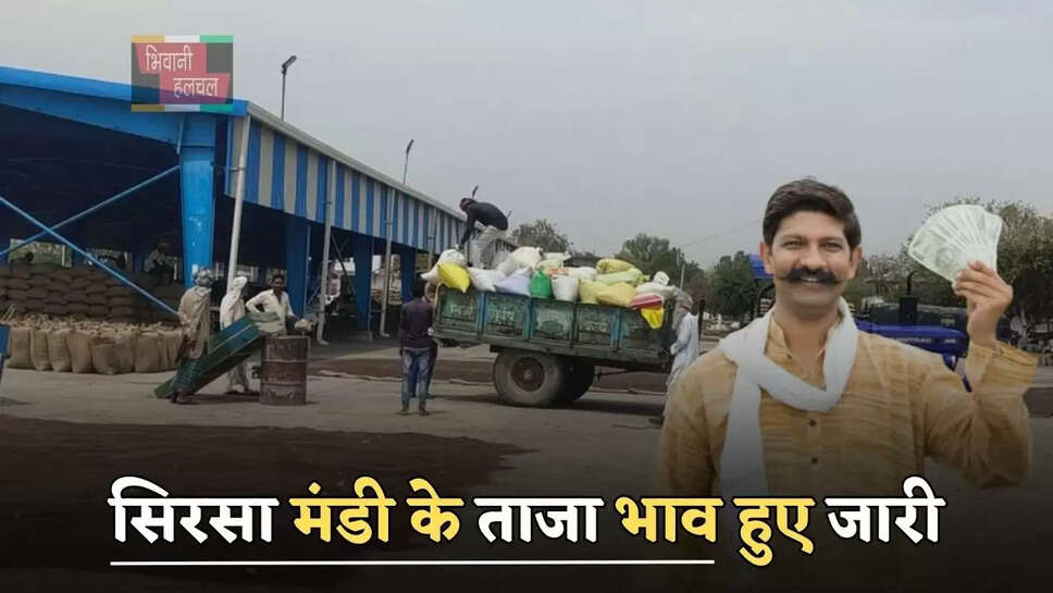 हरियाणा की सिरसा मंडी के ताजा भाव हुए जारी, देखें सभी फसलों के नए रेट&nbsp;