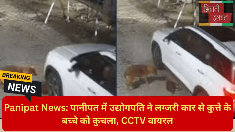 बेजुबान पर अत्याचार