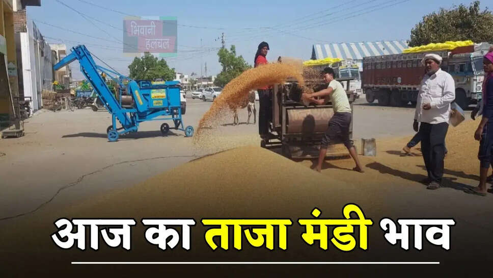 हरियाणा राजस्थान की मंडियों में ताजा भाव जारी, देखें सभी मंडियों के नए रेट&nbsp;