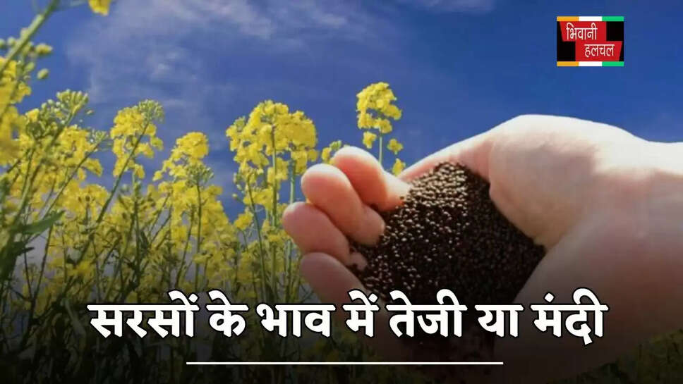 सरसों के भाव में तेजी या&nbsp;मंदी, देखें हरियाणा समेत सभी राज्यों की मंडियों के नए रेट&nbsp;