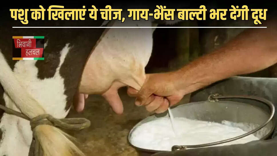 Increase Cow Milk
