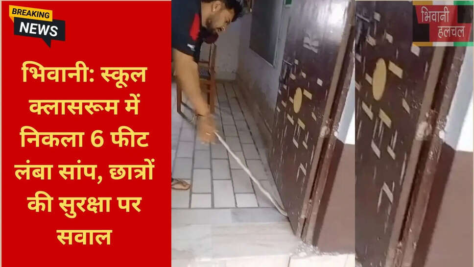 धामन सांप रेस्क्यू