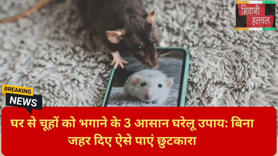 रेड चिली पाउडर फॉर रैट्स