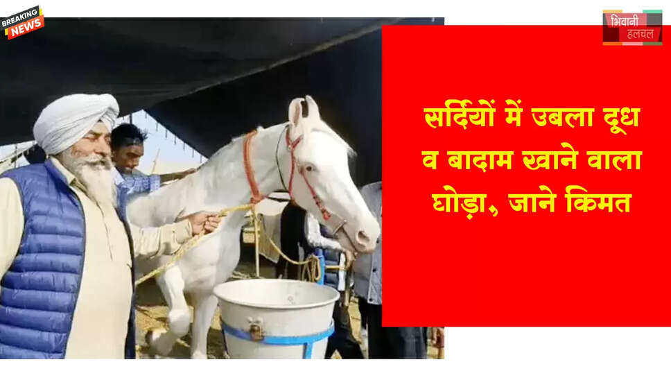 पंजाब से हरियाणा पहुंचा ₹1करोड़ का घोड़ा