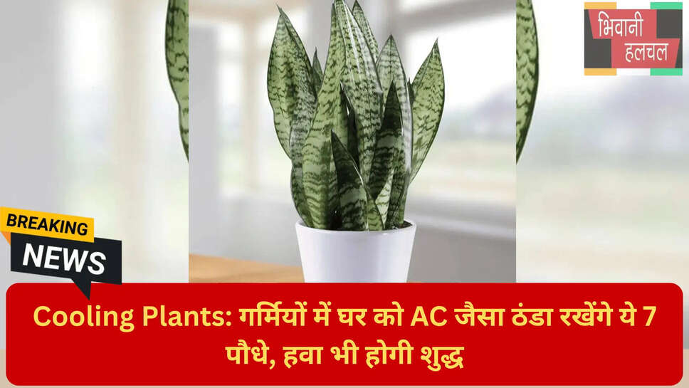 पीस लिली और रबर प्लांट की देखभाल