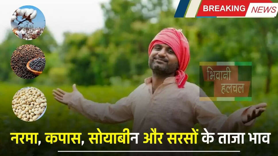 नरमा, कपास, सोयाबीन और सरसों की फसल के ताजा भाव जारी