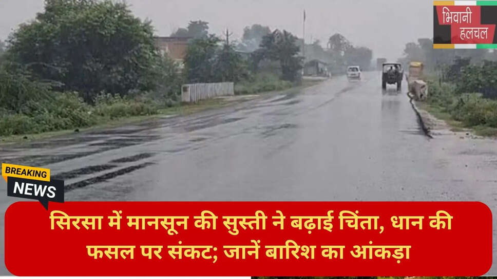 सिरसा धान की फसल