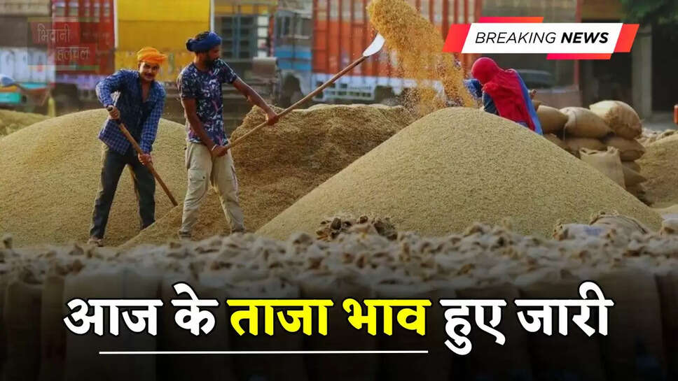 हरियाणा राजस्थान की मंडियों में आज के ताजा भाव हुए जारी, देखें सभी मंडियों के नए रेट&nbsp;