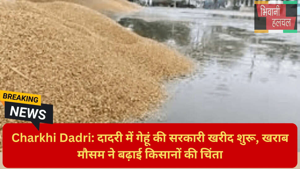 दादरी नई अनाज मंडी समाचार