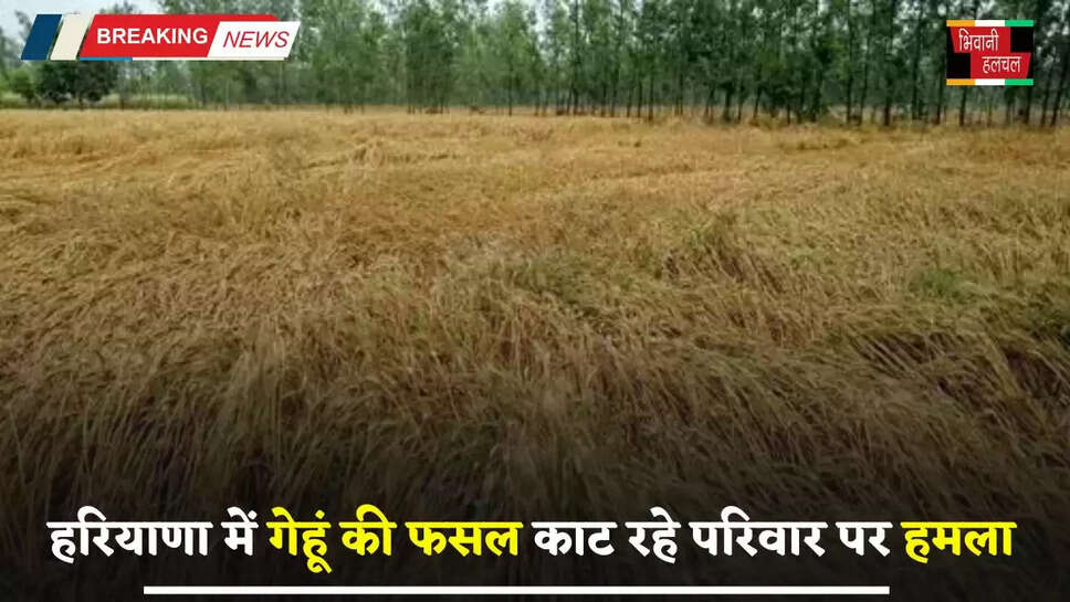 Haryana: हरियाणा में गेहूं की फसल काट रहे परिवार पर हमला, 10 लोगों पर मामला दर्ज