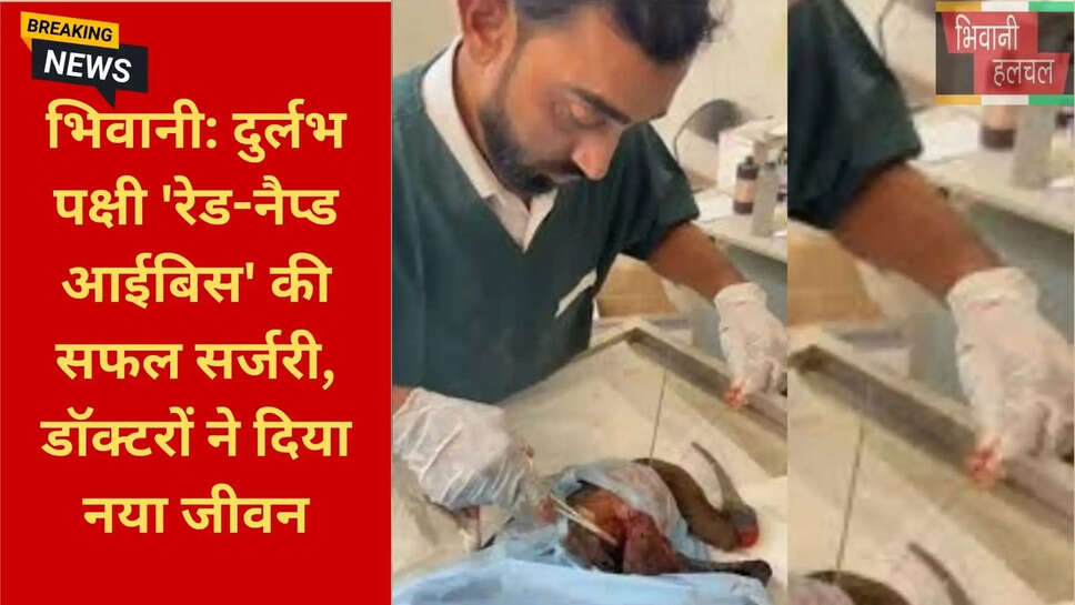 हरियाणा पशु पॉलीक्लिनिक