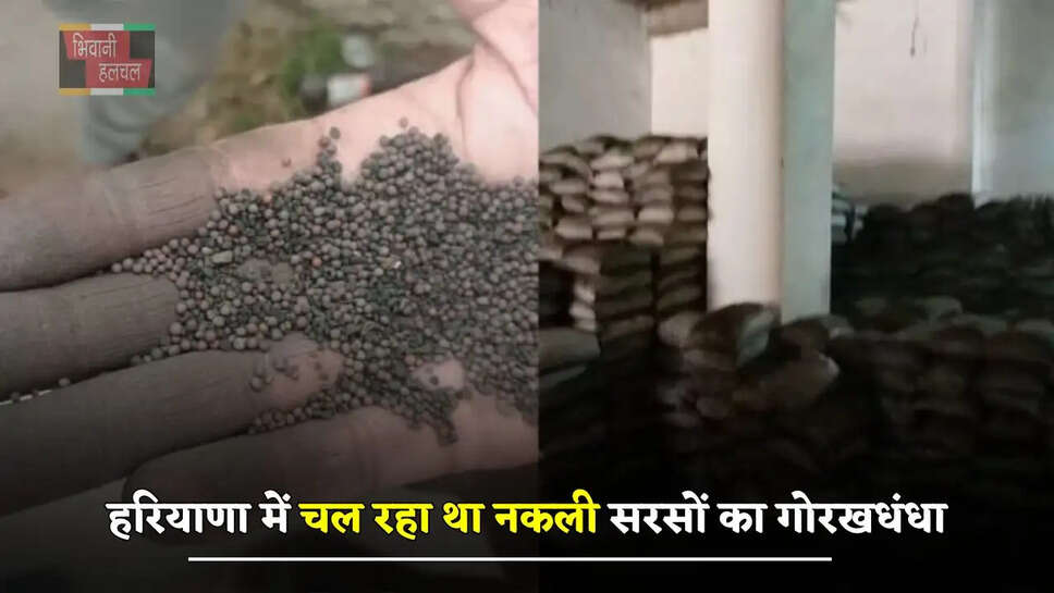 हरियाणा में चल रहा था नकली सरसों का गोरखधंधा, अधिकारियों ने छापा मारकर सील किया गोदाम