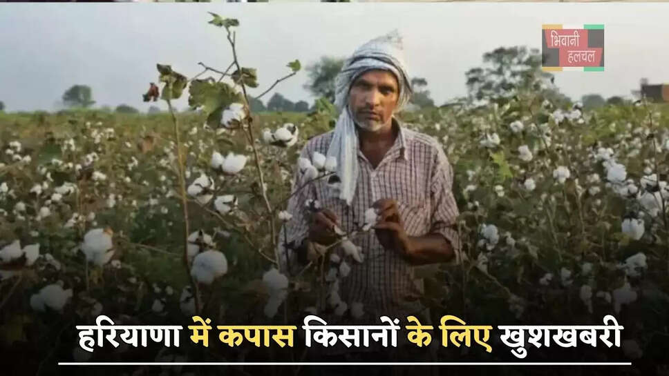 हरियाणा में कपास किसानों के लिए खुशखबरी, सरकार दे रही इतने रुपये की सब्सिडी