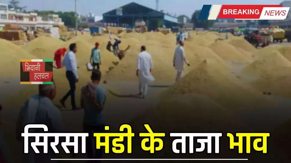 हरियाणा की सिरसा मंडी में इस रेट पर बिक रही फसलें, देखें आज का ताजा भाव