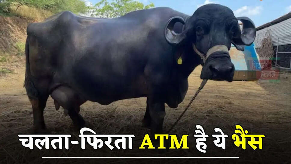 चलता-फिरता ATM है ये भैंस, देती है इतना दूध बेचकर हो जाओगे मालामाल 