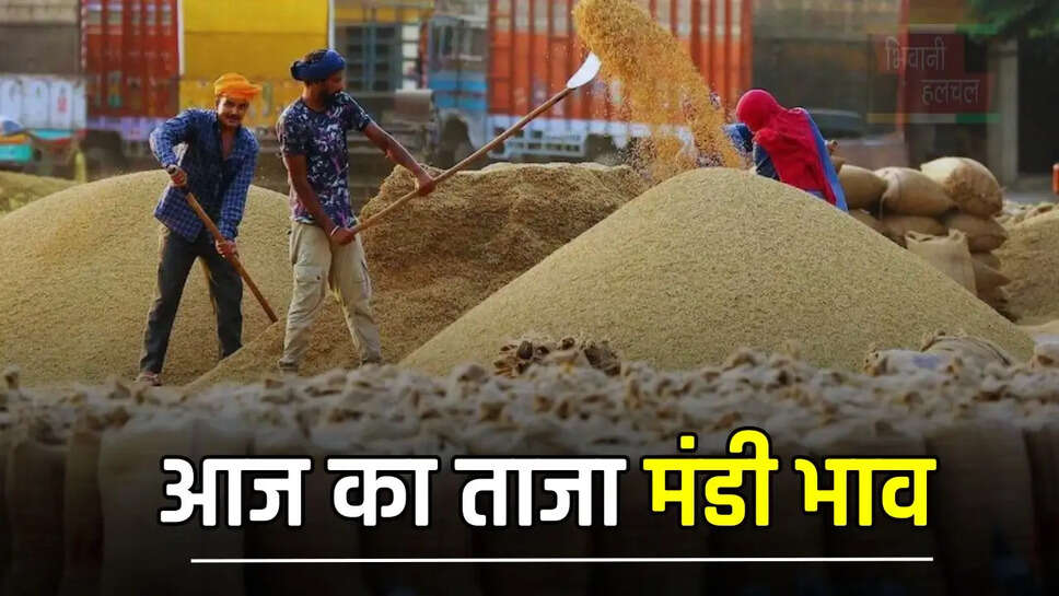 हरियाणा राजस्थान की मंडियों के ताजा भाव हुए जारी, देखें सभी मंडियों के नए रेट&nbsp;