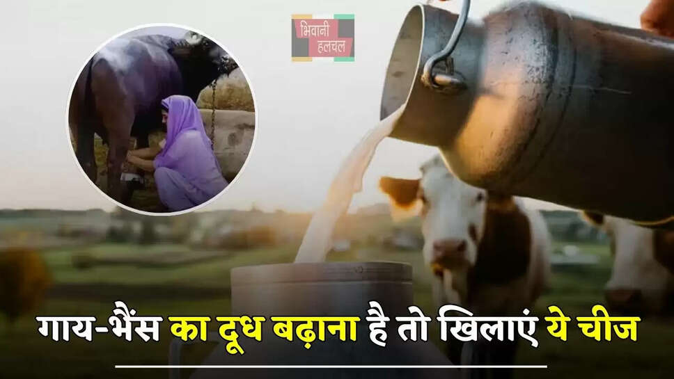गाय-भैंस का दूध बढ़ाना है तो खिलाएं ये चीज, बाल्टी भर देगी एक बार में...