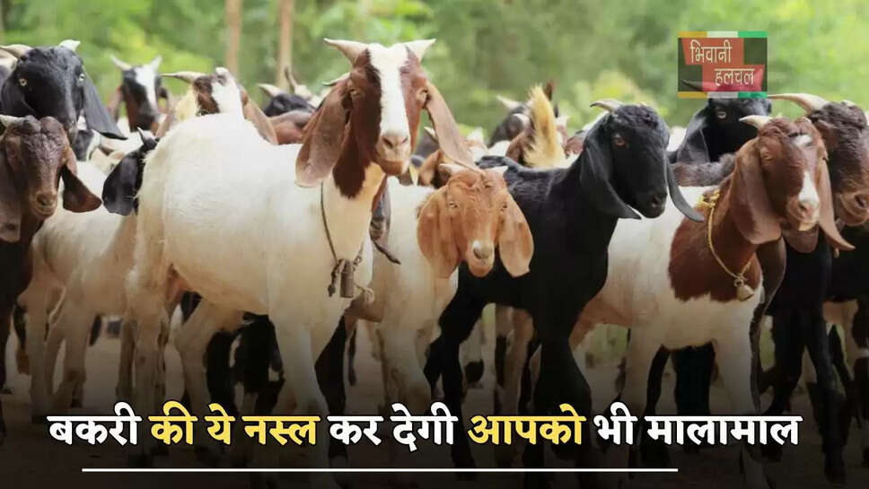 बकरी की ये नस्ल कर देगी आपको भी मालामाल, जाने इसकी खासियत ?