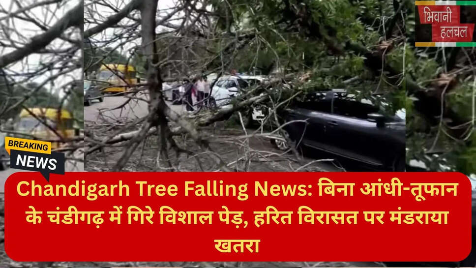 पेड़ गिरने की घटना