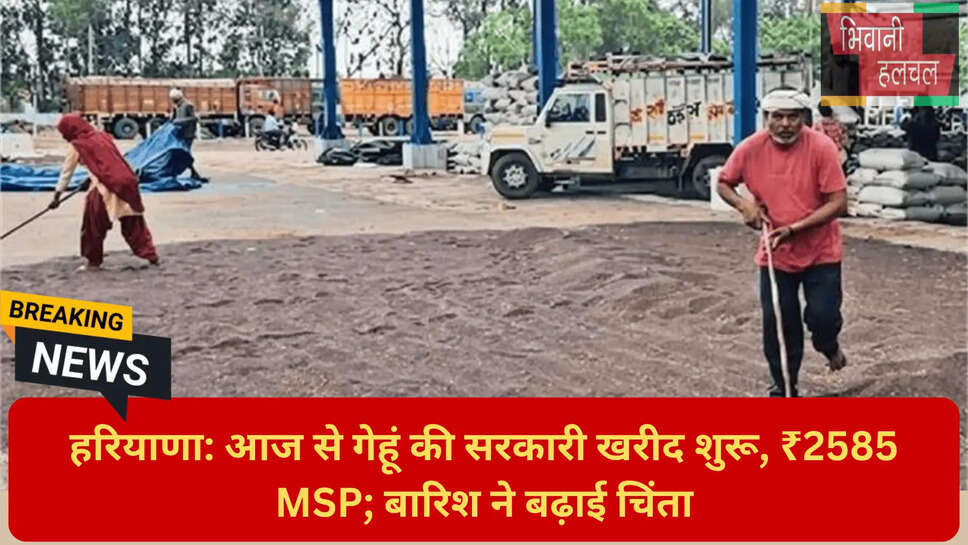 हिसार सिरसा भिवानी फसल खराबा