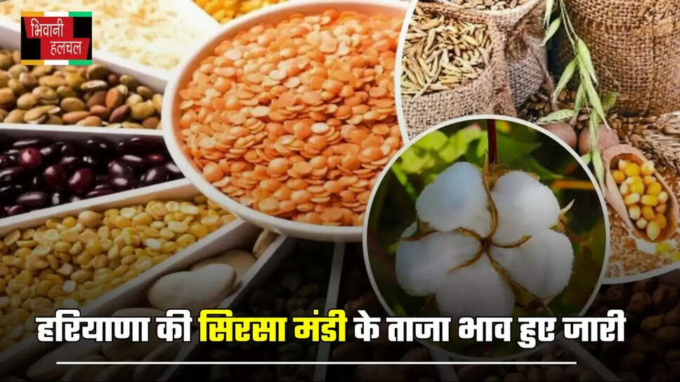 हरियाणा की सिरसा मंडी के ताजा भाव हुए जारी, देखें सभी फसलों के नए दाम