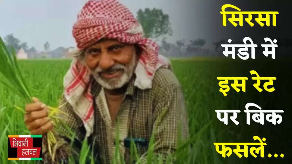 Mandi Bhav: हरियाणा की सिरसा मंडी में इस रेट पर बिक फसलें, देखें आज का ताजा भाव 